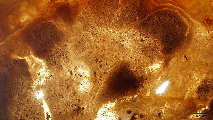 En av världens äldsta kända växter, en kolonibildande rödalg, 1,6 miljarder år gammal. Bilden visar fossilet i genomskärning och är ca 1,4 mm tvärsöver. Cellerna är delvis uppradade i "fontäner". Foto: Therese Sallstedt, Naturhistoriska riksmuseet.