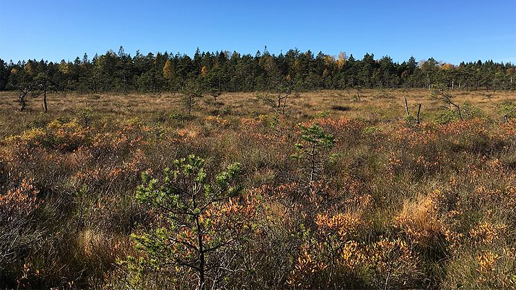 Trone mosse. Foto: Länsstyrelsen i Västra Götaland