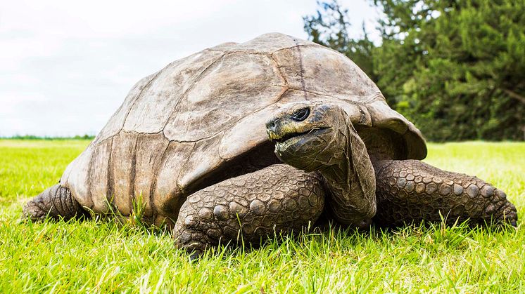 Aldabrasköldpaddan (Aldabrachelys gigantea) ”Jonathan” firade sin 190-årsdag i vintras. En ny metastudie i Science visar att han inte är ensam om att i princip inte åldras.