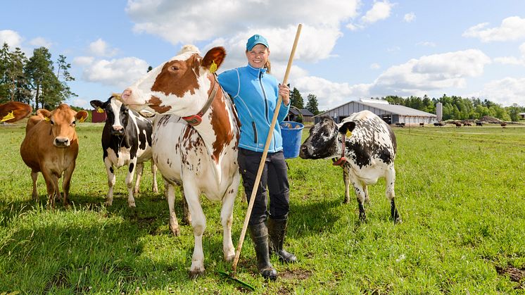 Hällforsin tilan maidontuottaja Crista Hällfors kertoo, että lehmät viihtyvät laitumella etenkin viileinä kesäpäivinä.