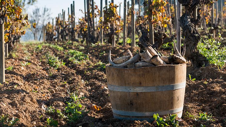 Den biodynamiskt odlade vingården Vinya dela Fòssils