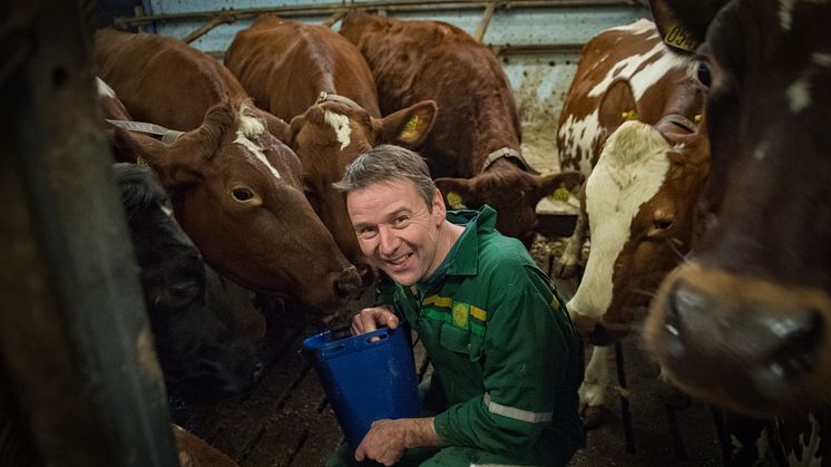 Bondelagsleder Lars Petter Bartnes i fjøset i Steinkjer. Markedsregulator Nortura må ta imot kjøtt fra bønder. Forslaget som nå er stoppet, ville medført at Nortura i perioder med overskudd, måtte ta i mot hele slakt fra andre slakterier.