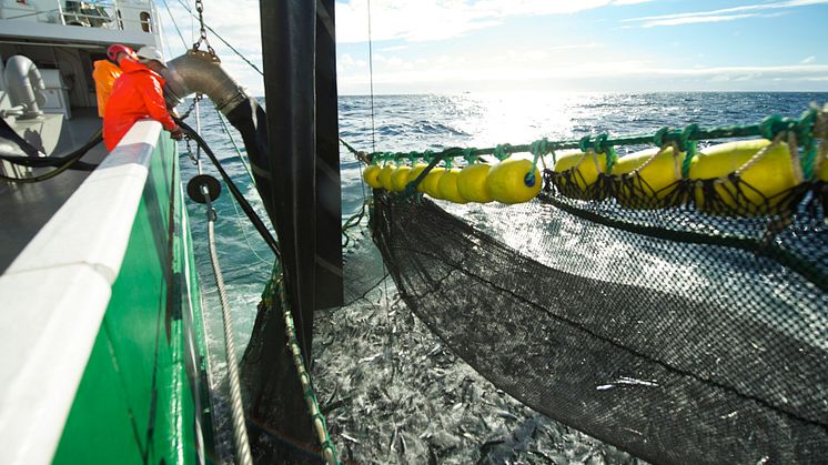 Makrillfiske i Norge. Foto: Johan Wildhagen
