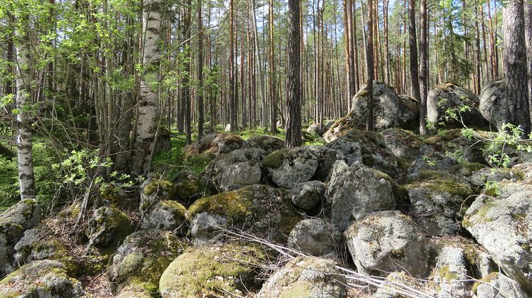 Norr Skålö i Vansbro kommun är ett av de två nybildade reservaten i Dalarna, det andra är Bredvalla, i Malung-Sälens kommun.