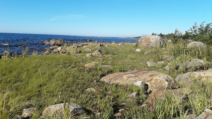 Det välbesökta naturreservatet Strömbäck-Kont har många miljöer med höga naturvärden. Här syns exempel på en naturlig strandäng som kan vara väldigt artrik.
