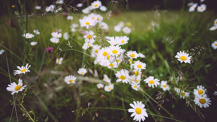 Midsommar och ruskväder förhindrade nytt prisrekord