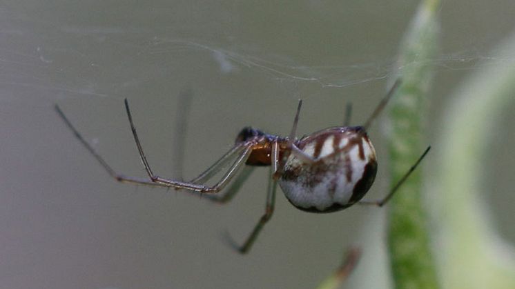 Spindeln Neriene peltata med det svenska namnet kvistbaldakinspindel. Foto: Marcus Östman