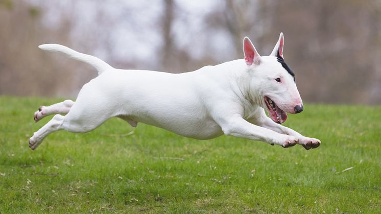 miniatyrbullterrier