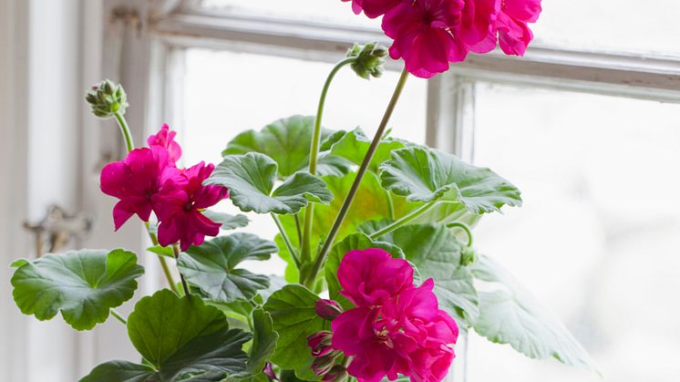 Nyhet: 100-åriga pelargoner!