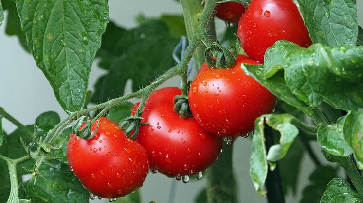 Tomater.jpg