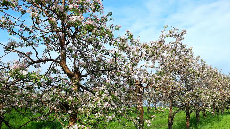 Der Frühling erwacht in Mügeln: Sornzig lädt am ersten Maiwochenende zum Regional- und Kreativmarkt ein - Foto: Stadtverwaltung Mügeln