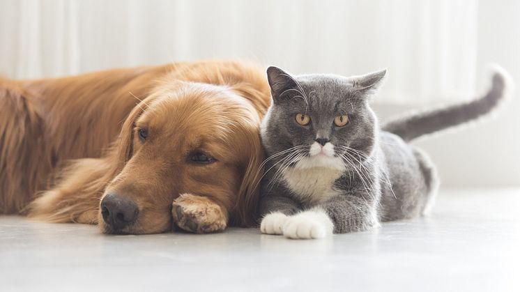 Katter mer överviktiga än hundar – 8 tips för att hjälpa ditt djur att hålla formen