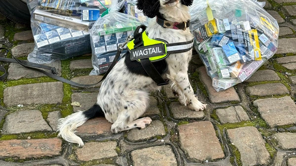 Dogs drafted in for Christmas tobacco crackdown
