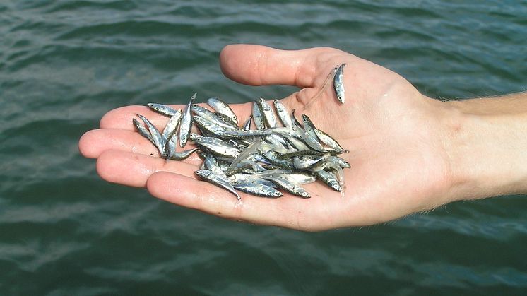 Risken för att spiggen tar över minskar om det finns gott om rovfisk i närområdet. Foto: Ulf Bergström