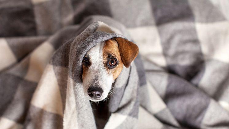 Många hundar mår dåligt av smällandet på nyårsafton.