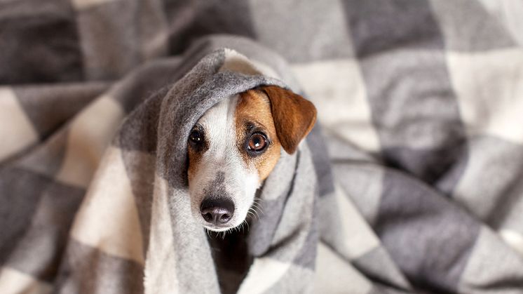 Ännu en sommar med akut brist på veterinärer