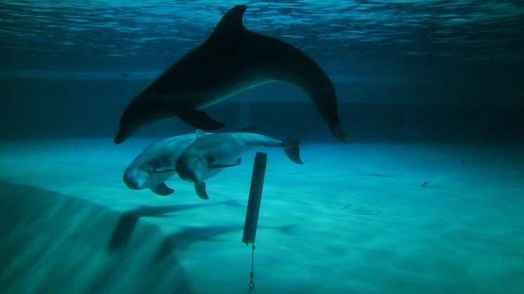 Kolmårdens delfiner är ambassadörer för de akut hotade Östersjötumlarna