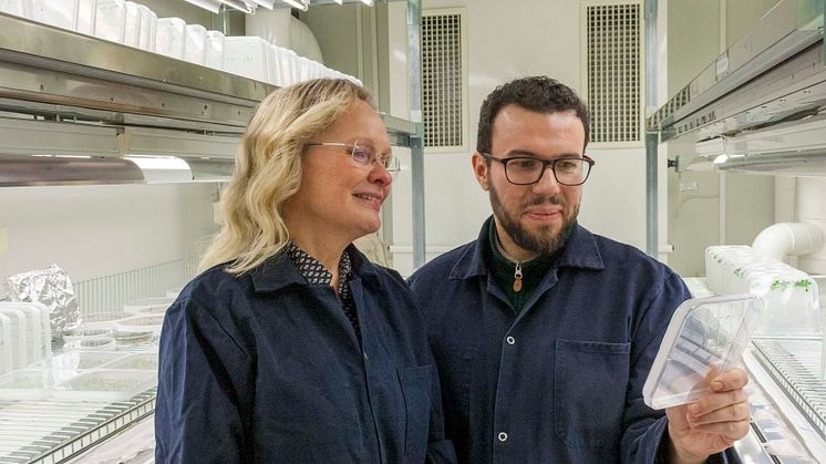 Hannele Tuominen och Sacha Escamez, Umeå Plant Science Centre, UPSC