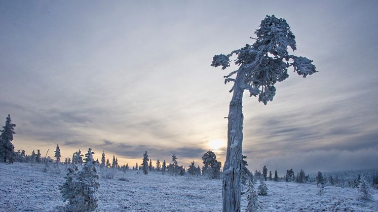 Åttonde plats Sveriges bästa trädbild 2016, Susanne Heller