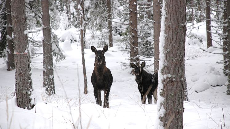 Redskap för ny älgförvaltning i Fakta Skog från SLU