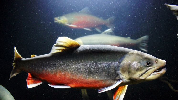 Fiskfoder med vete och svamp