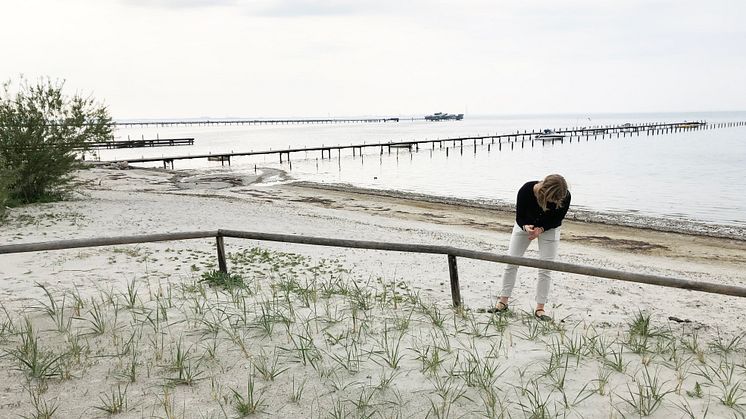 Erika från Veg Tech inspekterar nyplanterade strandråg och sandrör.