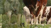 Rödkullan och vargen – finns det förutsättningar för fortsatt djurhållning i glesbygd?