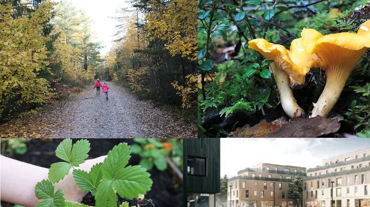 Dags för första spadtaget i friluftsstadsdelen Kristineberg