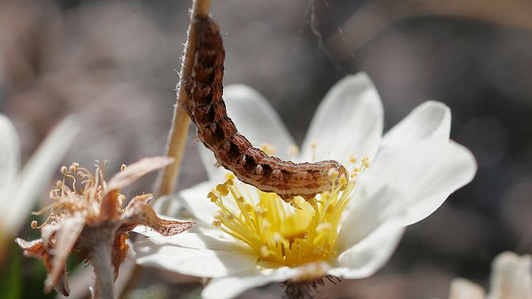 Särskilt på natten kryper larverna av svart hedfly upp i fjällsippans blomställningar, där den äter både ståndare och pistill. Detta minskar växtens frösättning och hämmar dess fortplantning. Foto: Tuomas Kankaanpää