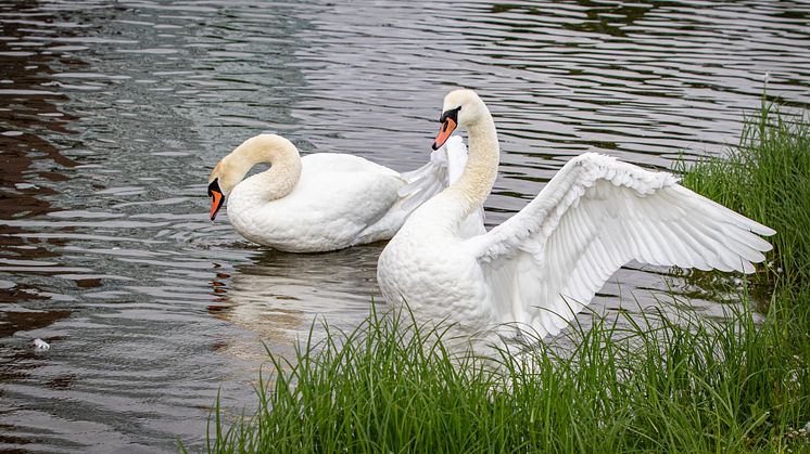 Vannspeilet i Middelalderparken