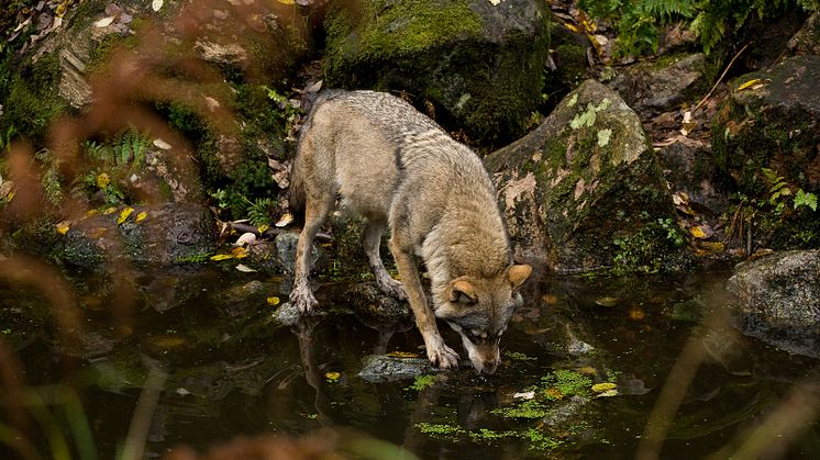 Under maj, juni och juli har varg angripit och dödat får vid åtta tillfällen i Västra Götalands län och Jönköpings län. Foto: Martin Fransson.