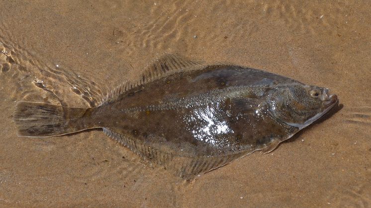 Mager fisk minskar risken för typ 2-diabetes