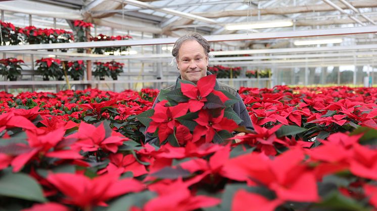 Klaus Mertl, Beschäftigter der Hephata-Gärtnerei, inmitten von rund tausend blühenden Weihnachtssternen.