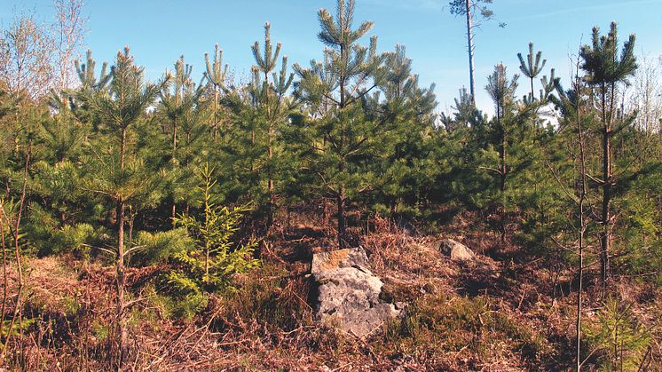 De svenska skogen binder varje år in 160 miljoner ton koldioxid. Foto: Kjell Andersson