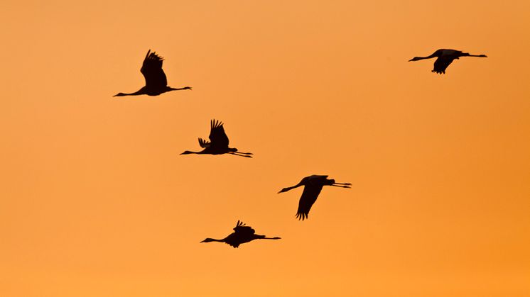 Kraniche beim Anflug auf den Schlabendorfer See im Totalreservat Wanninchen im Spreewald. Foto: Ralf Donat / Heinz-Sielmann-Stiftung