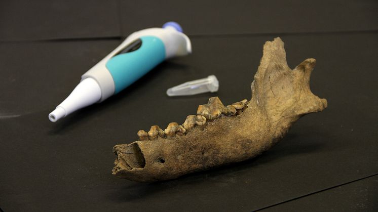 Förhistoriskt DNA avslöjar hundens ursprung