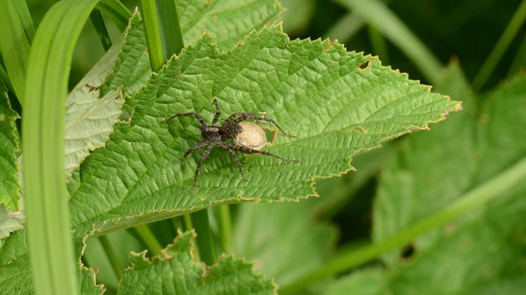 Vargspindlar är naturliga fiender till exempelvis bladlöss. De gynnas av naturmiljöer som gräsmarker. Foto: Mattias Jonsson, SLU