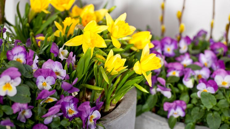 Disse blomstene kan du plante ute allerede nå