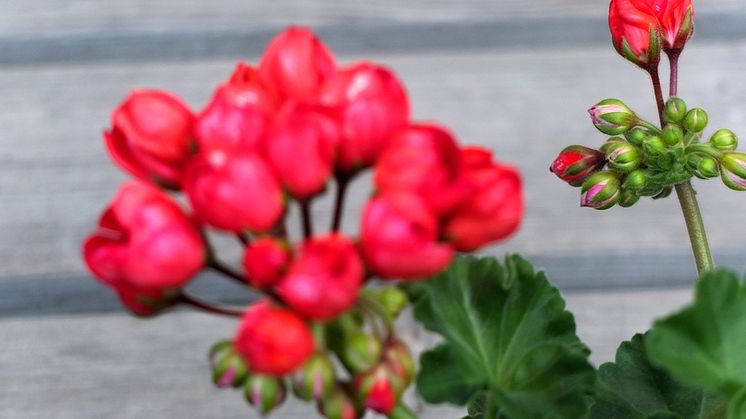 Många besökare när sommaren på Tjolöholms Slott summeras