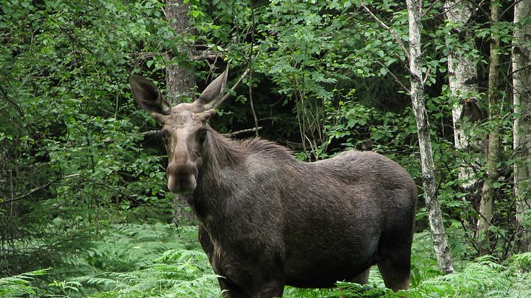 Jakttider på älg i Dalarna bestäms för tre år framåt 