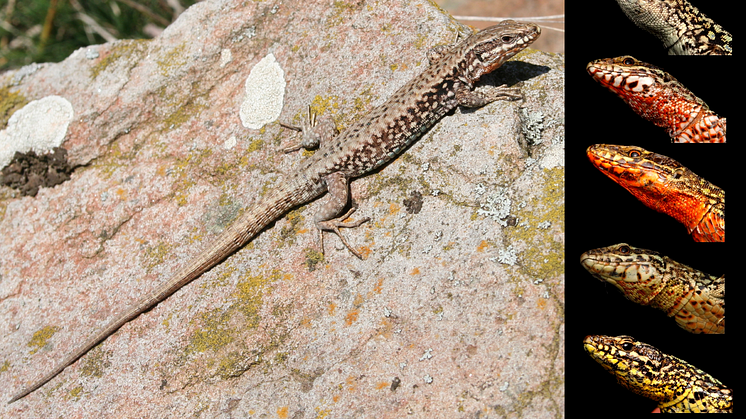 Murödlan är väl kamouflerad om man bara ser den från ovansidan men undersidan, som den använder för kommunikation mellan individer, är i högsta grad färggrann och visar upp en stor individuell variation. Foto: Guillem Pérez i de Lanuza, Javier Ábalos