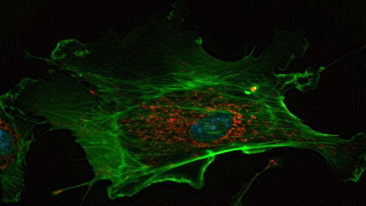Endotelcell där mitokondrierna är färgade i rött och cellkärnan blå. (från Wikimedia https://en.wikipedia.org/wiki/Cell_(biology)#/media/File:DAPIMitoTrackerRedAlexaFluor488BPAE.jpg)
