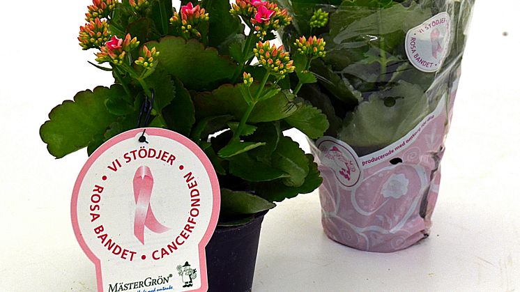 Dagens Rosa Produkt 17 oktober - en Höstglöd från Mäster Grön