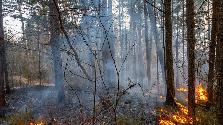 Karlstads kommun ska öva naturvårdsbränning. Bild från Shutterstock. 