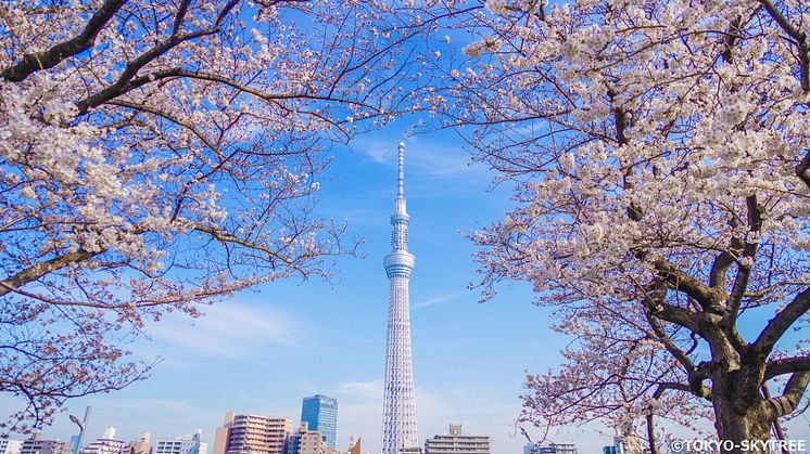 TOKYO SKYTREE & Sakura