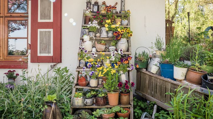 Ahrenshoop: Blomster i en have 