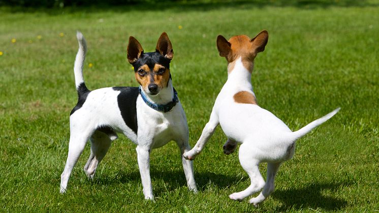 Tenterfield terrier