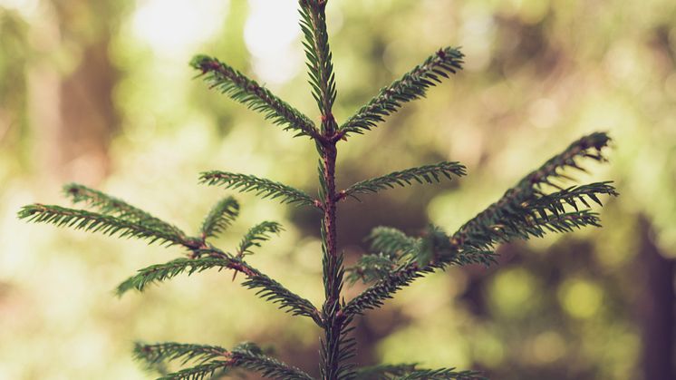 Ska vi spara träd i skogen så att andra kan fortsätta elda fossilt?