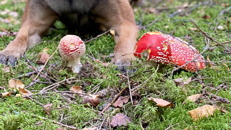 Flugsvampen är en av svamparna som är giftig för våra husdjur!