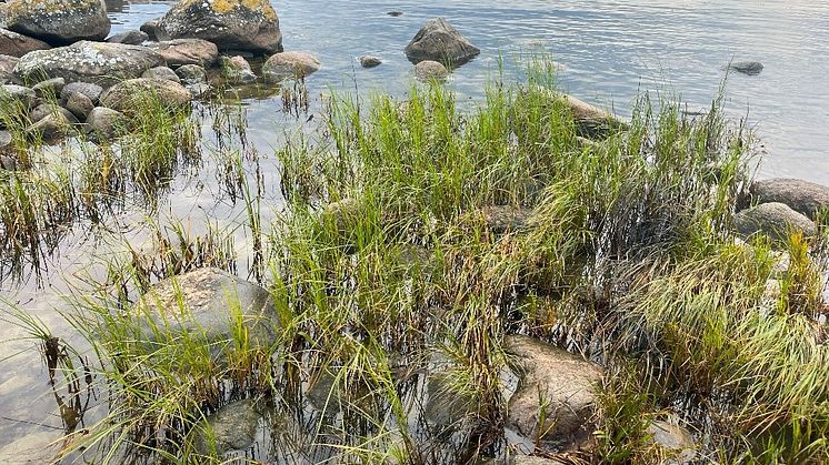 Få inblick i höstens saneringsarbete. Foto: Sölvesborgs kommun